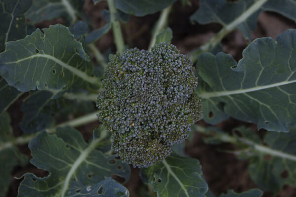 Sådan dyrker du broccoli