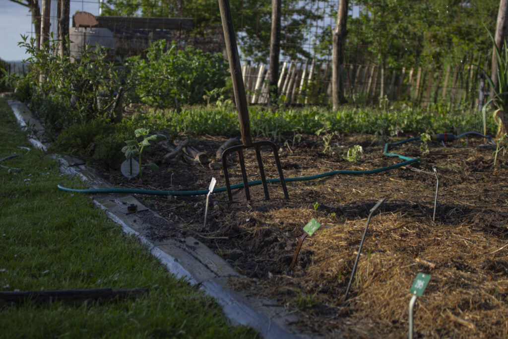 Udplantning af kikærter på friland