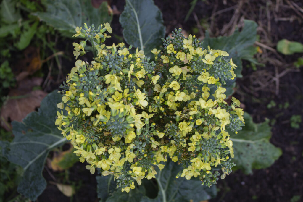 Høst broccoli på det rigtige tidspunkt