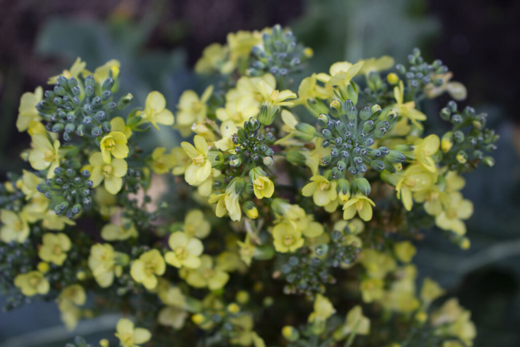 Pasning af broccoli med vanding og gødning