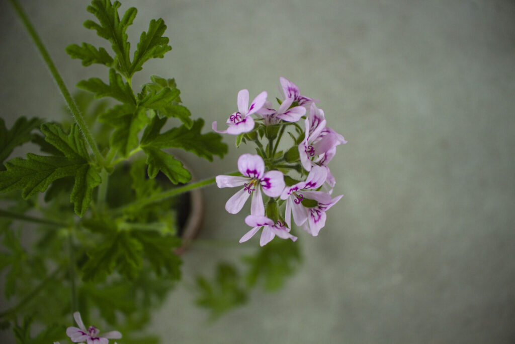 Duftgeranium