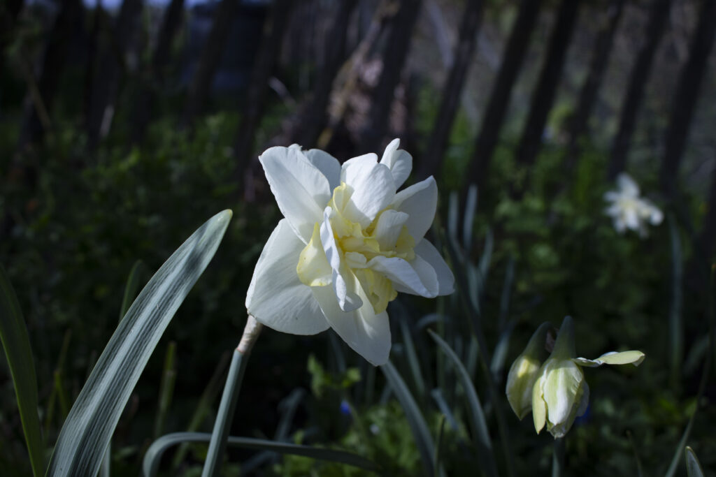 Historien om Narcissus