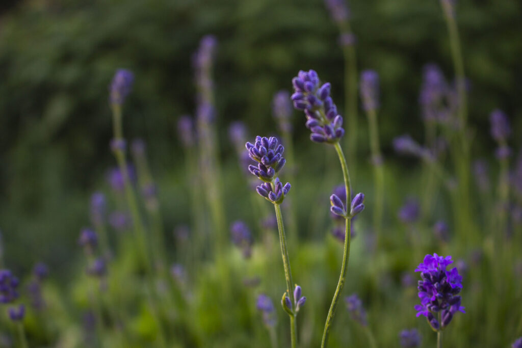 Lavendel er let at kende, men slå altid op i en bog om spiselige blomster, hvis du er i tvivl.