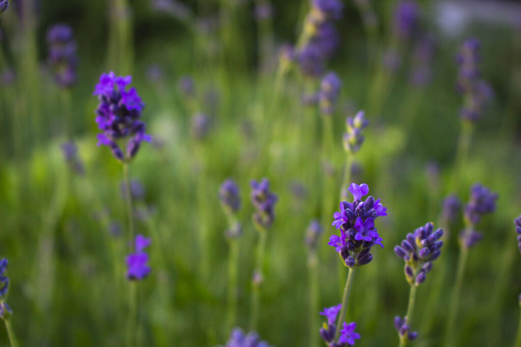 lavendel