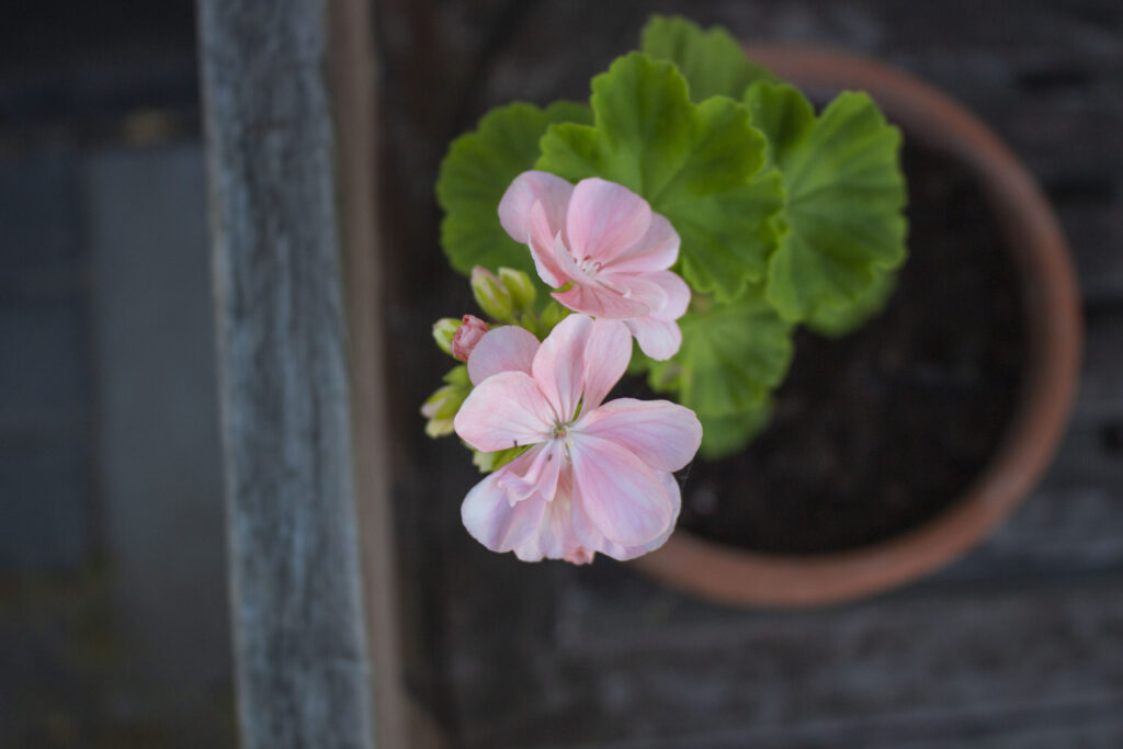 pelargonie