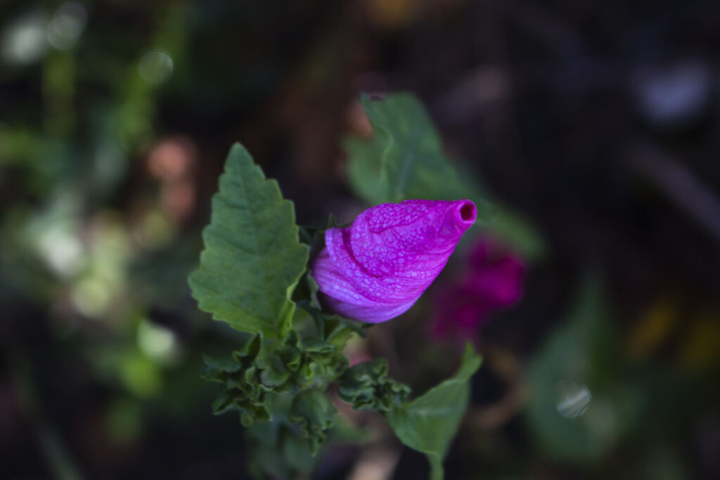 En skøn sommerblomst