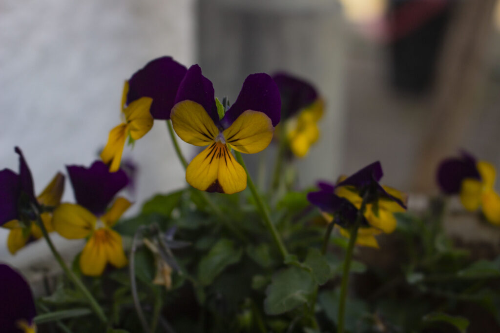 Hvad er forskellen på hornvioler og stedmoderblomster