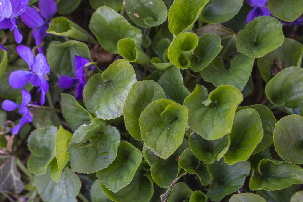 Sådan planter du hornviol