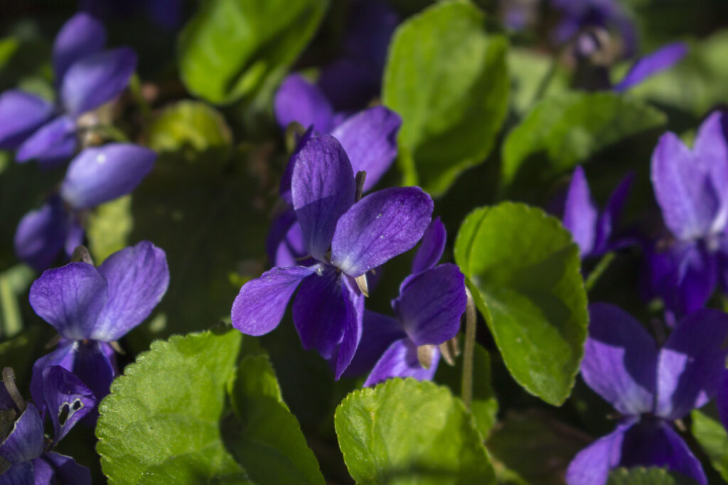 Udplantning i krukker til foråret