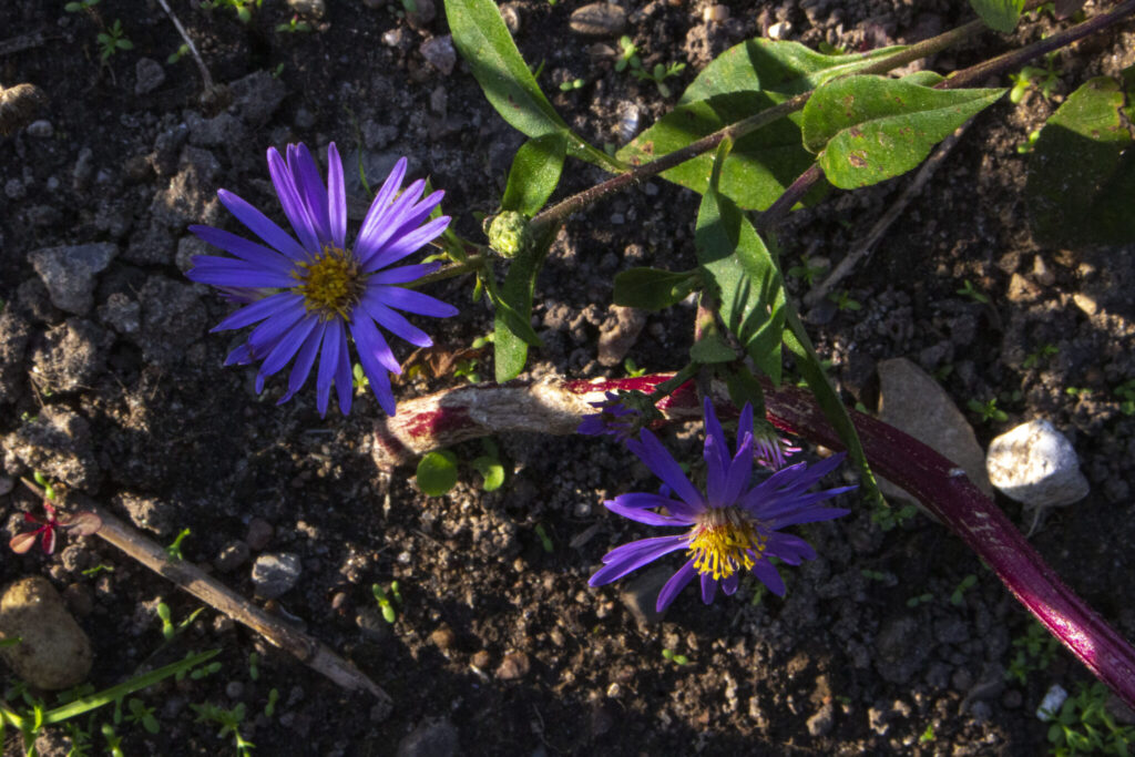 Husk opbinding af høje asters