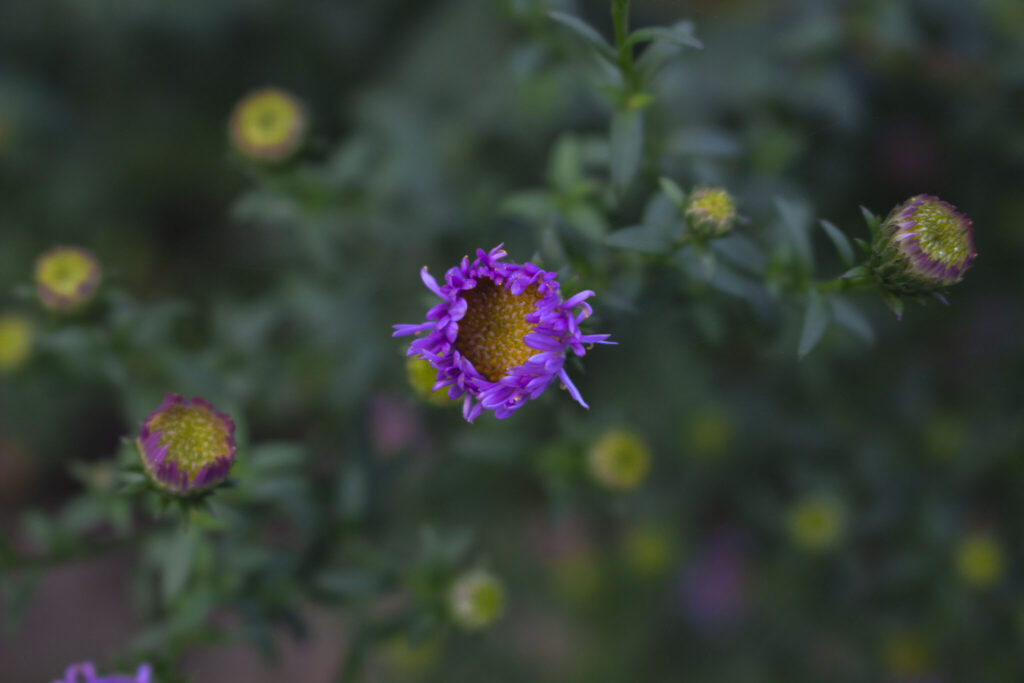 formering af asters
