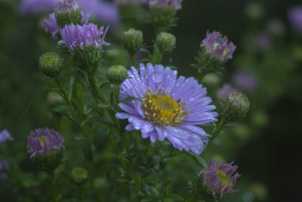 Pasning af asters er nemt