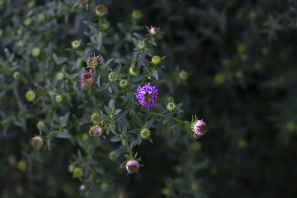 Sådan planter du asters