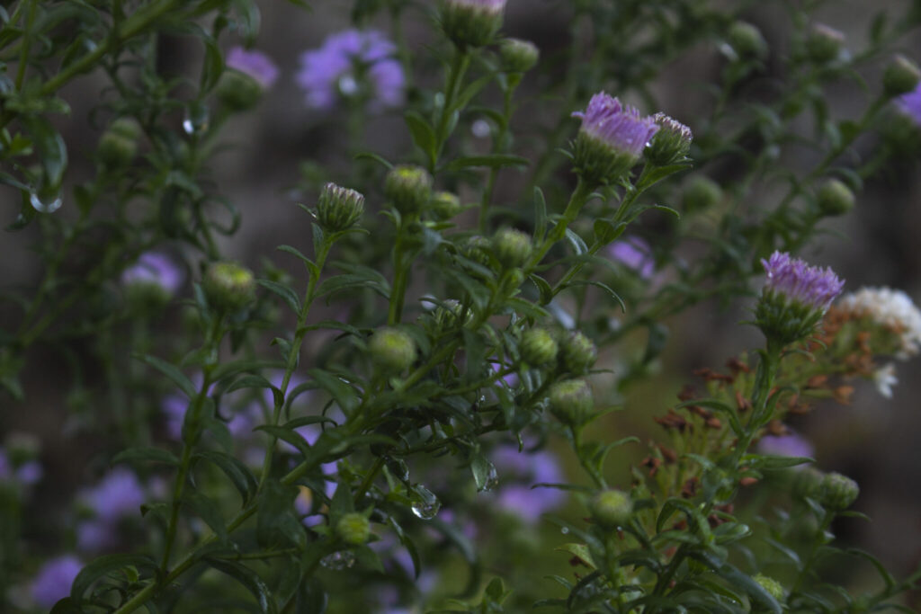 populære sorter asters