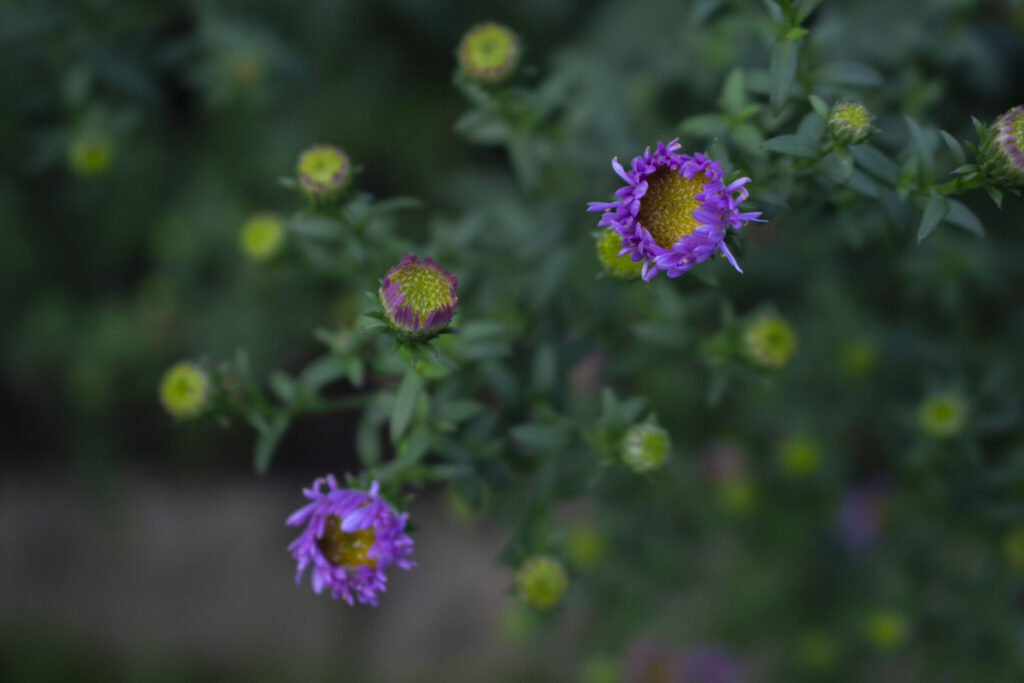 Vigtigt ved udplantning af asters