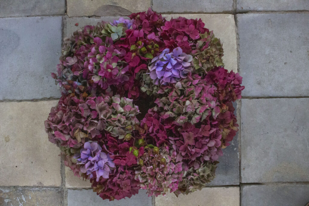 Kranse af hortensia kan tørres, for de er også smukke, når de falmer.
