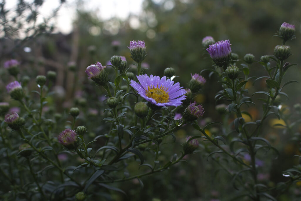 Plant smukke efterårsblomster i haven