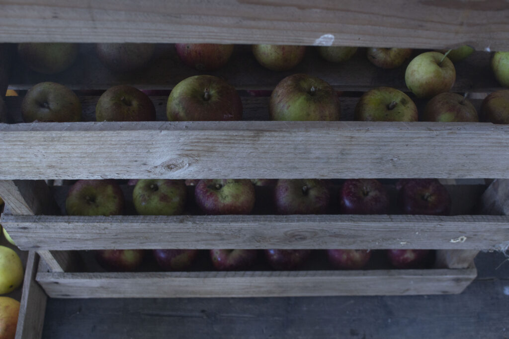 Tjek frugten løbende gennem vinteren