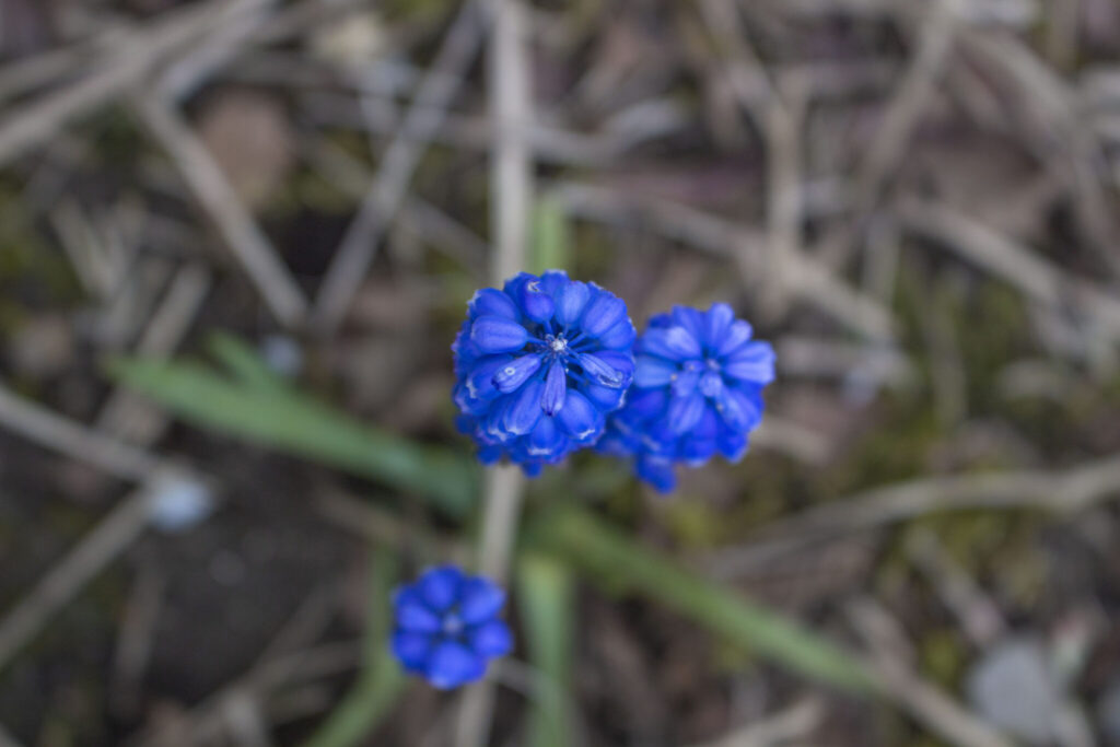 Få flere blomster med formering