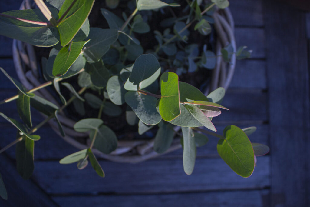 Eukalyptus