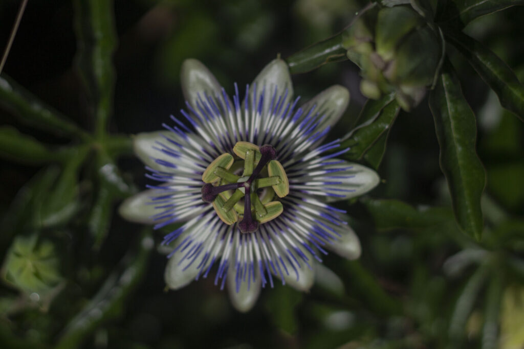 Passionsblomst