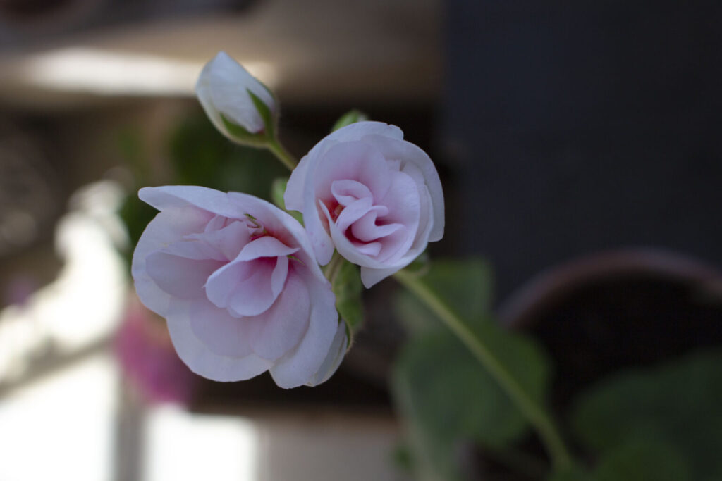 Pelargonie