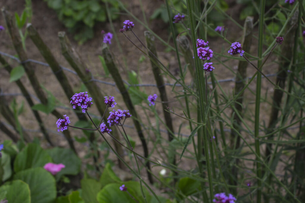 Dyrk verbena i haven
