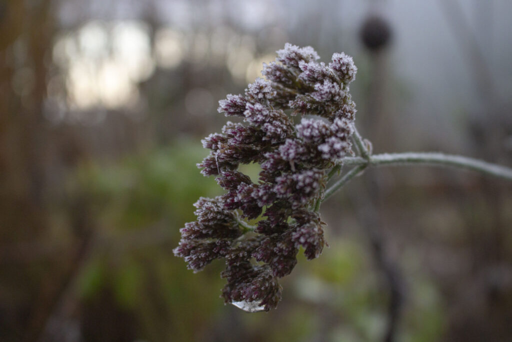 Er kæmpeverbena en sommerblomst eller staude