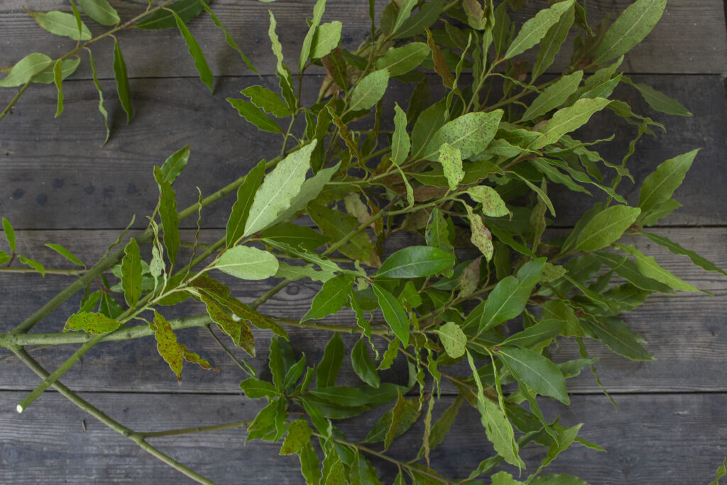 Friske grene klar til at blive tørret.
