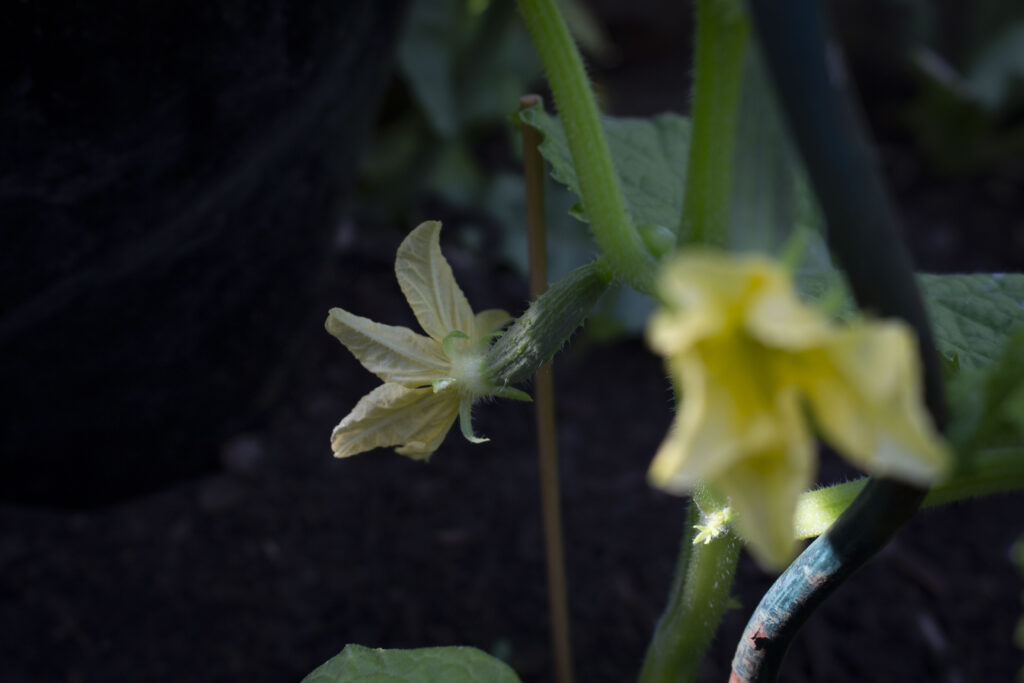 dyrkning af agurker og udplantning på friland