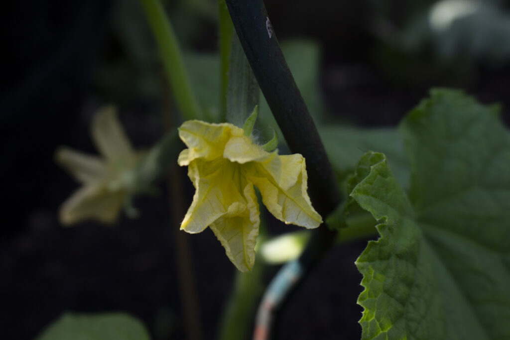 dyrkning af agurker og udplantning på friland
