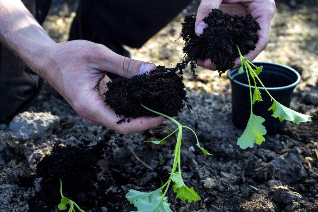 Beskyt kål mod sommerfugle