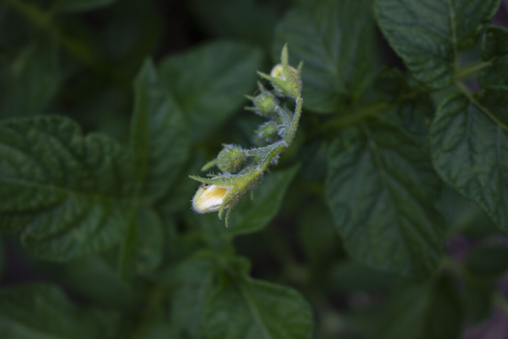 Planten får nogle flotte blomster.