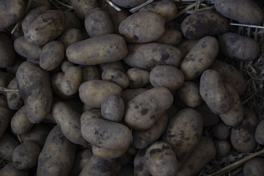 Høst af kartofler