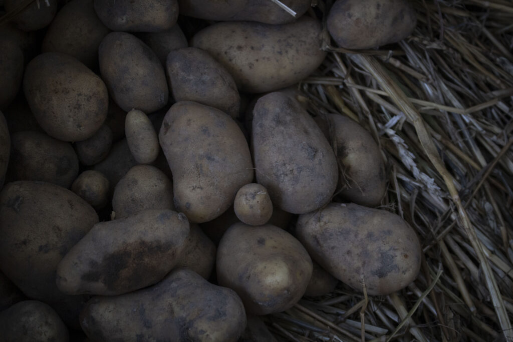Opbevaring af kartofler