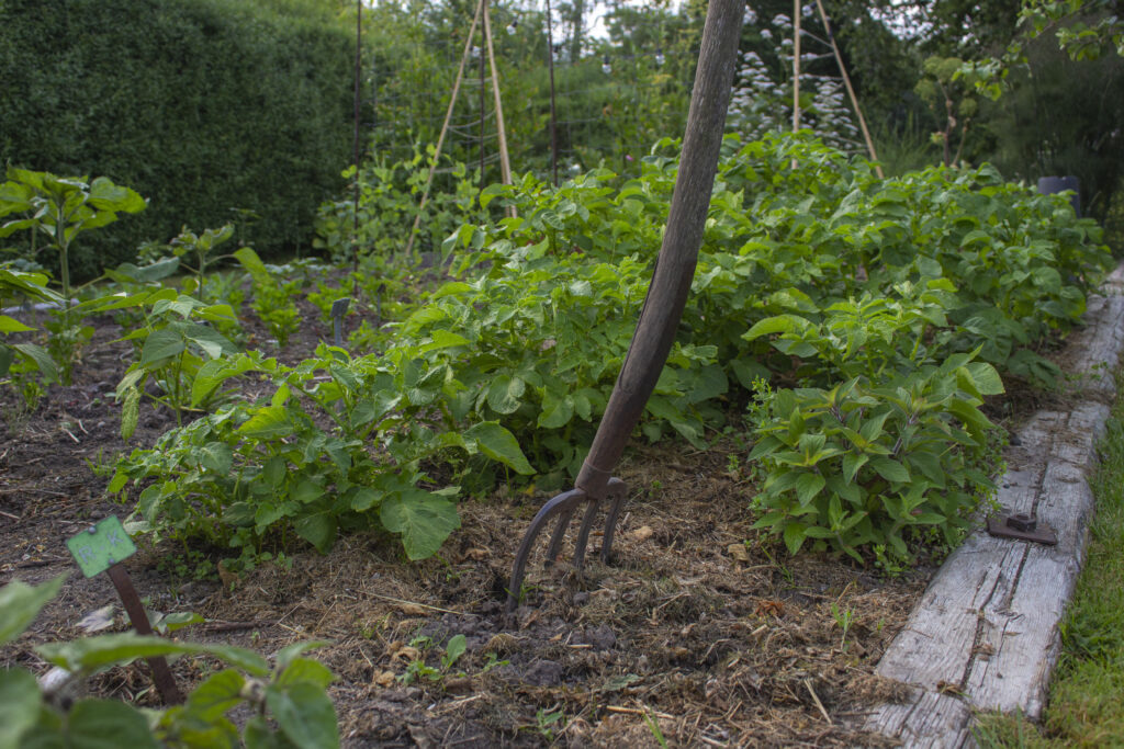 Sådan dyrker du kartofler