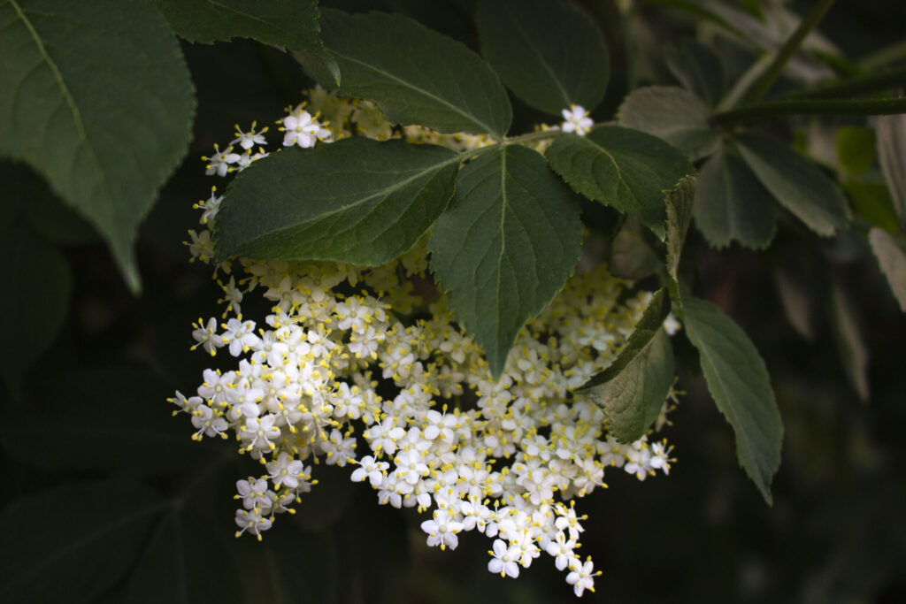 Sådan kan du kende en hyld
