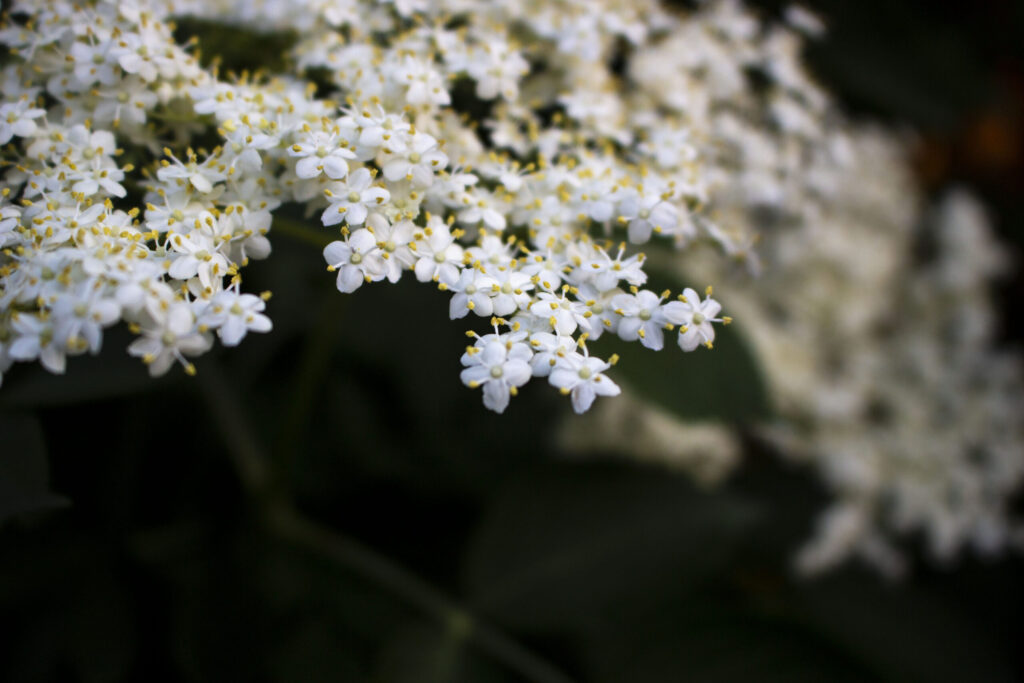 Ud i naturen for at samle ind til hyldeblomstsaft
