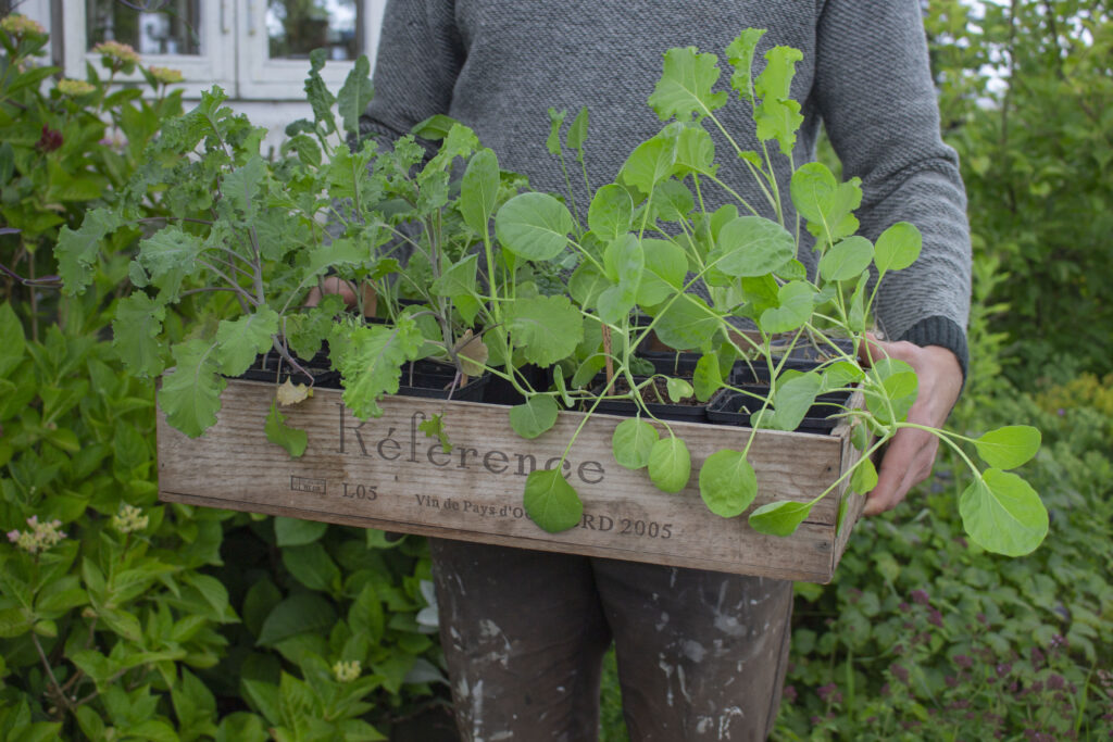 Udplantning af forspirede planter