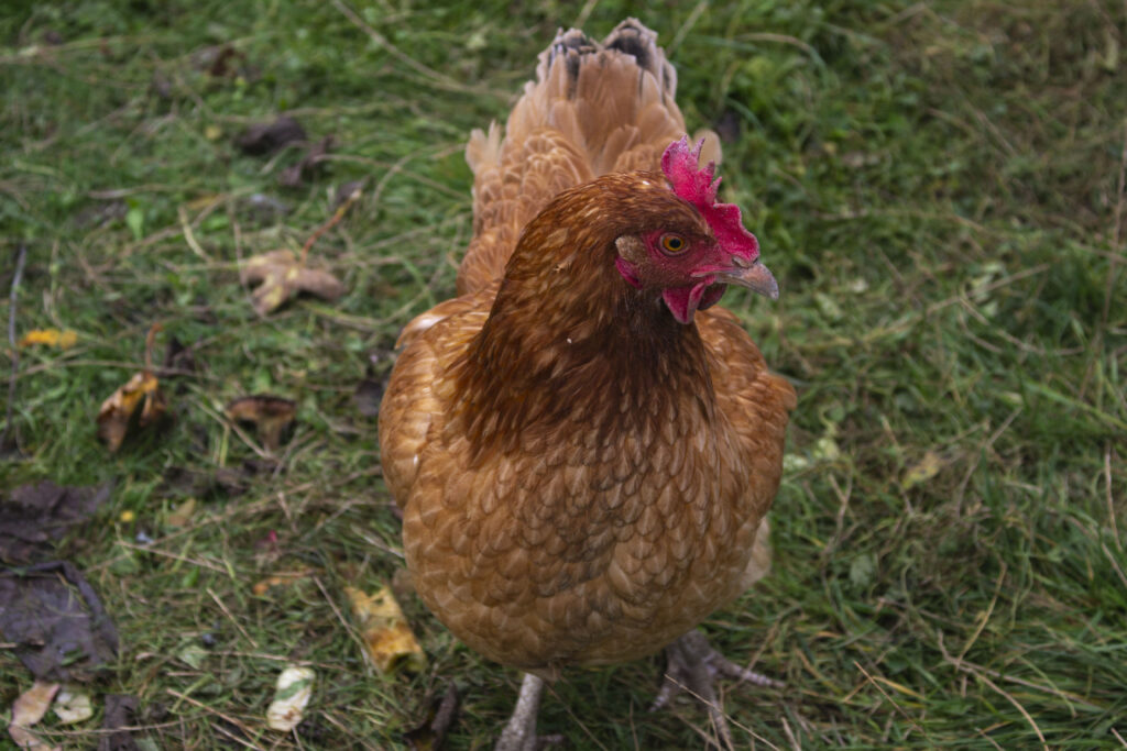 Høns kan levere gødning, men pas på, for den er kraftig.