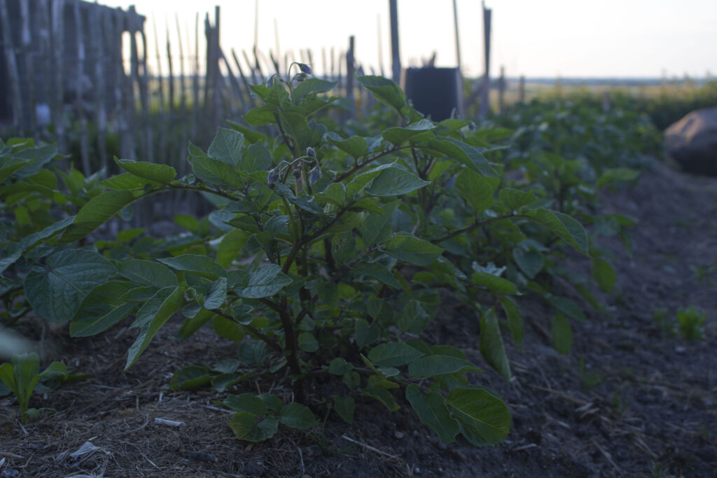 Planterne kan både vokse på friland eller i højbede og spande.