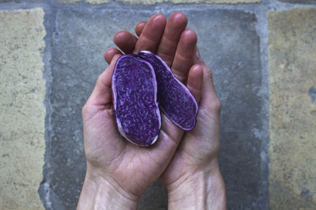 'Blå congo' er en farverig sort.